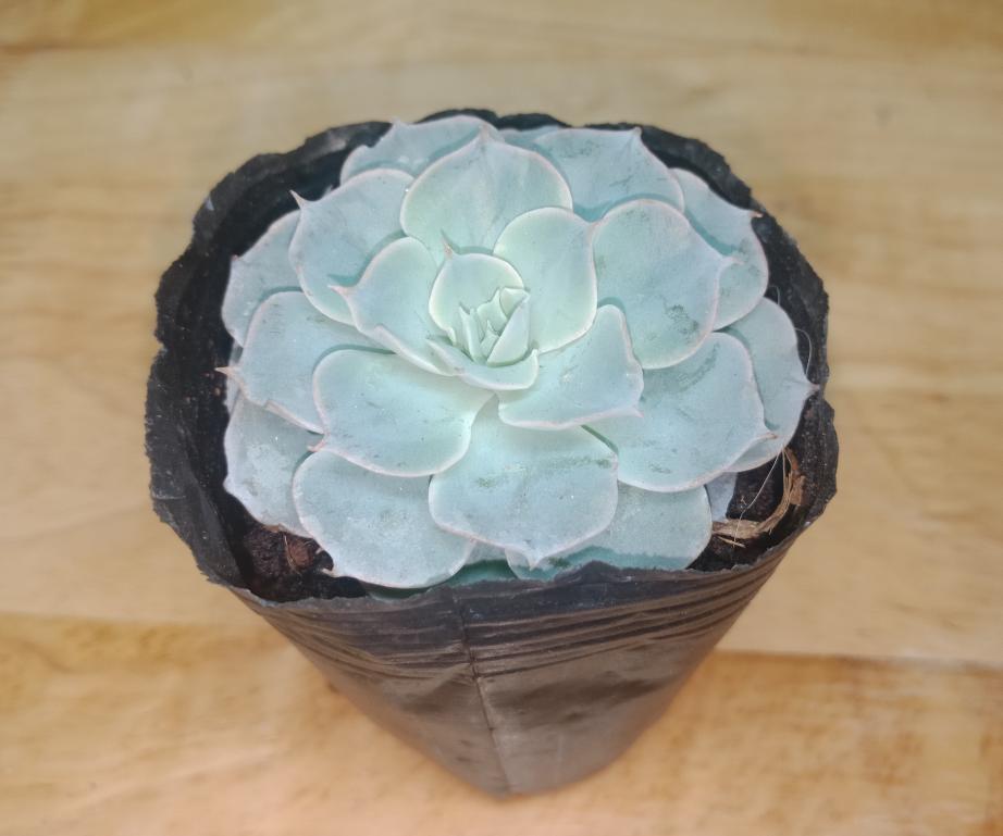 Sen Đá Hồng Phấn