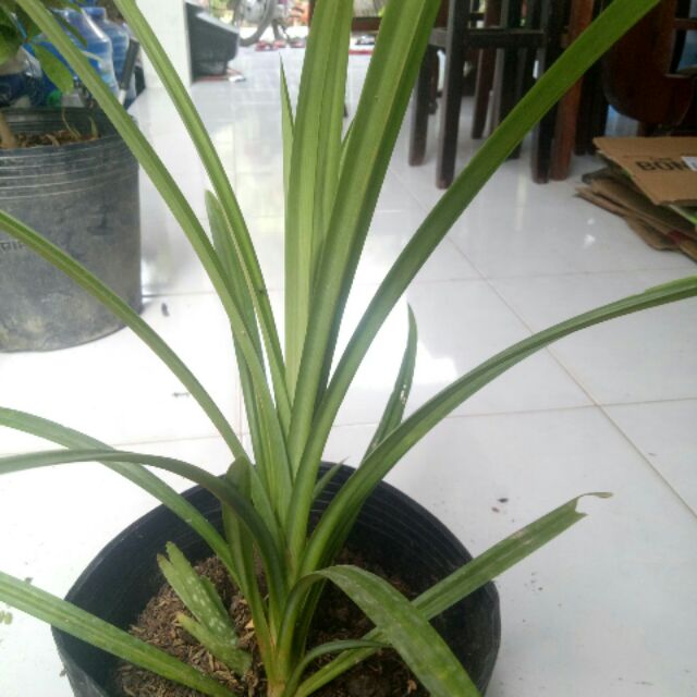 cây dứa nếp giống (cây lá dứa, cây lá thơm)