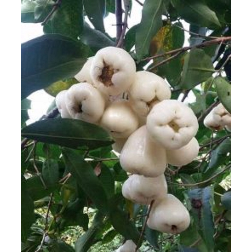 Cây giống Mận Trắng sữa. cây ghép siêu sớm