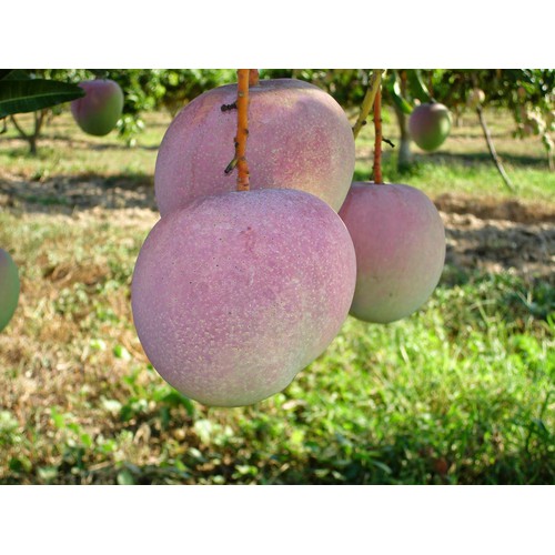 CÂY GIỐNG XOÀI ÚC QUẢ TO