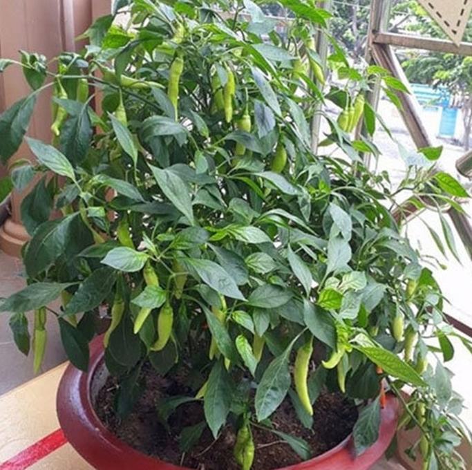 Hạt giống Ớt sừng ngọt