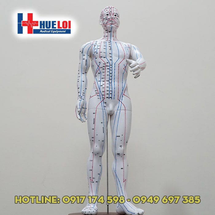 [HCM]Mô hình huyệt vị người nam