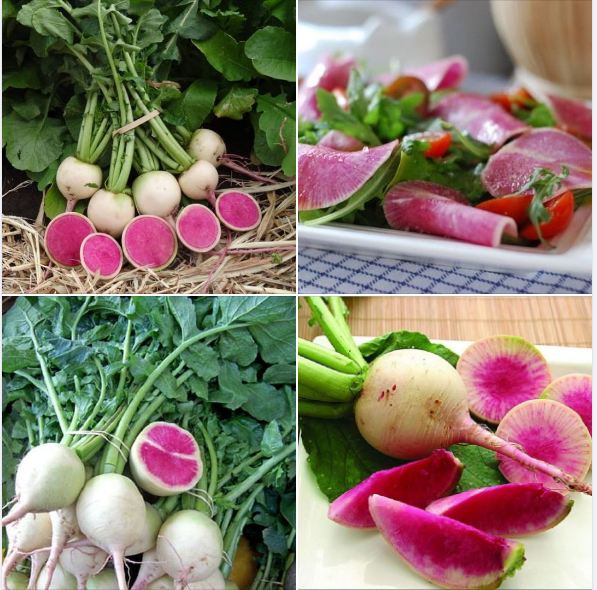 Hạt giống củ cải trắng ruột đỏ - 2gram/gói