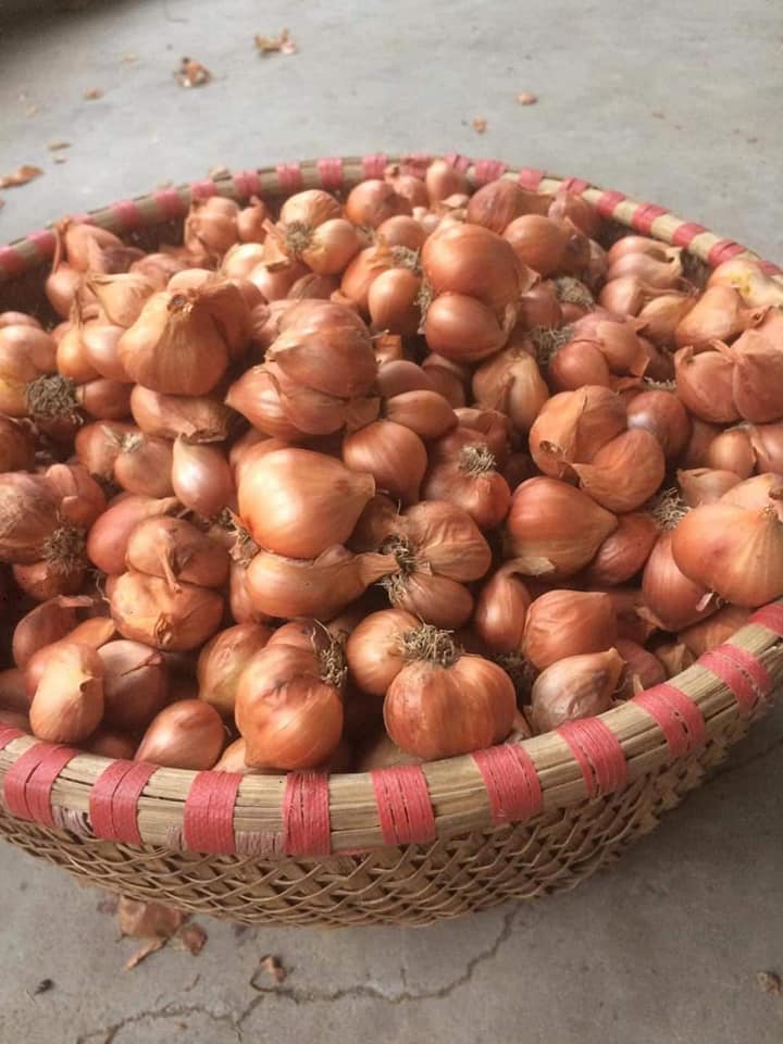 Hành Kinh Môn Hải Dương - 1Kg