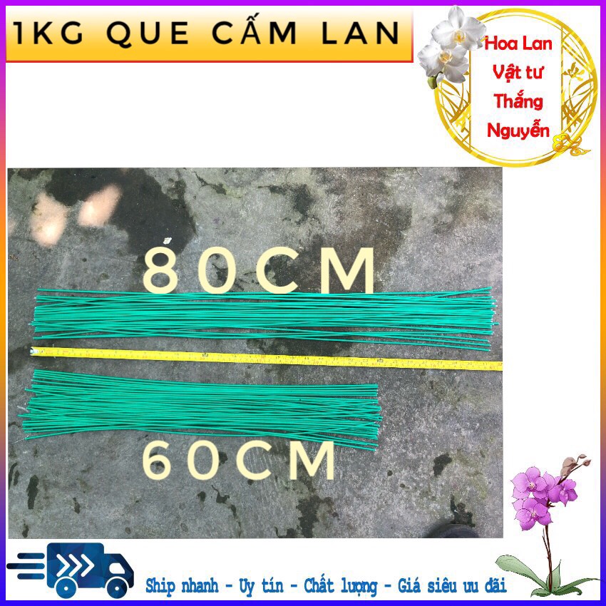 1kg vỏ thông orchiata