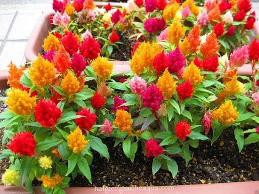 Hạt giống hoa mào gà lửa mix màu - Gói 100 hạt