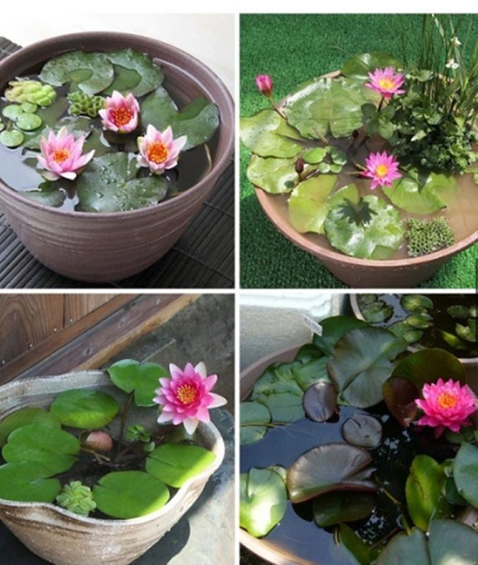 Combo 1 gói Hạt giống hoa Súng Thái 1 gói kích nảy mầm, 1 gói phân bón nảy chồi ra lá