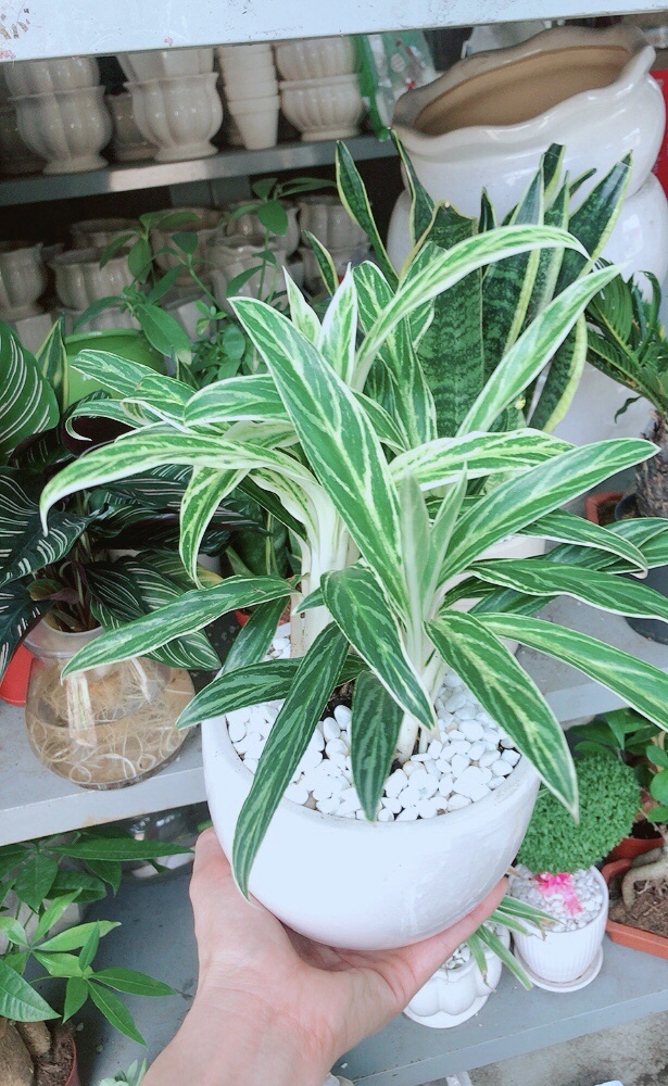 Chậu cây giữ tiền