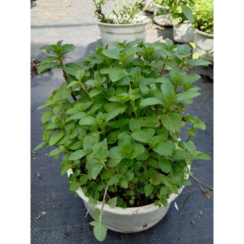 Cây Bạc Hà Peppermint - Bạc Hà Cay Chậu Lớn