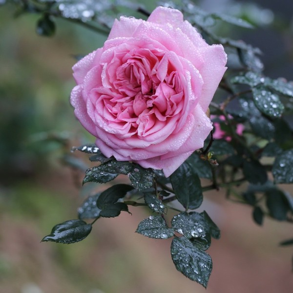 [Học Viện Nông Nghiệp I] Combo 3 hoa hồng cổ Sapa bầu đất cực xinh