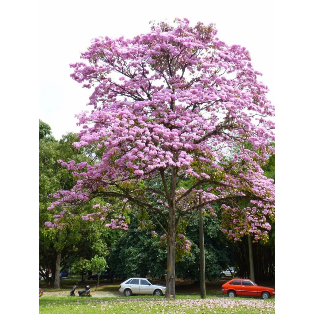 CÂY GIỐNG CÂY KÈN HỒNG(CÂY CHUÔNG HỒNG)