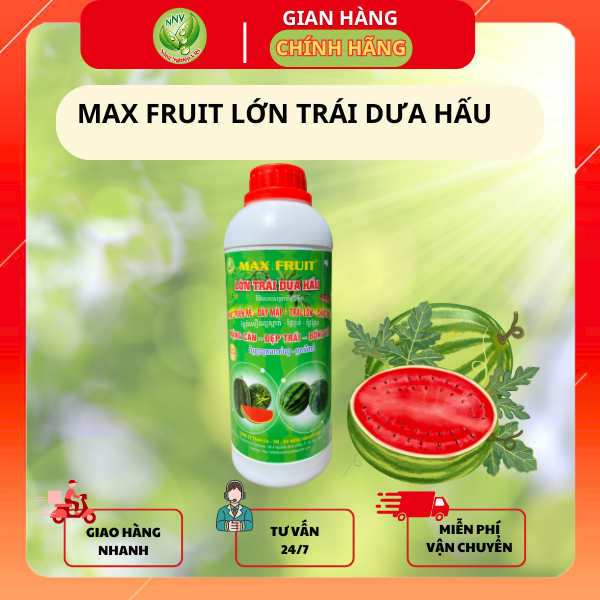 Siêu lớn trái dưa hấu