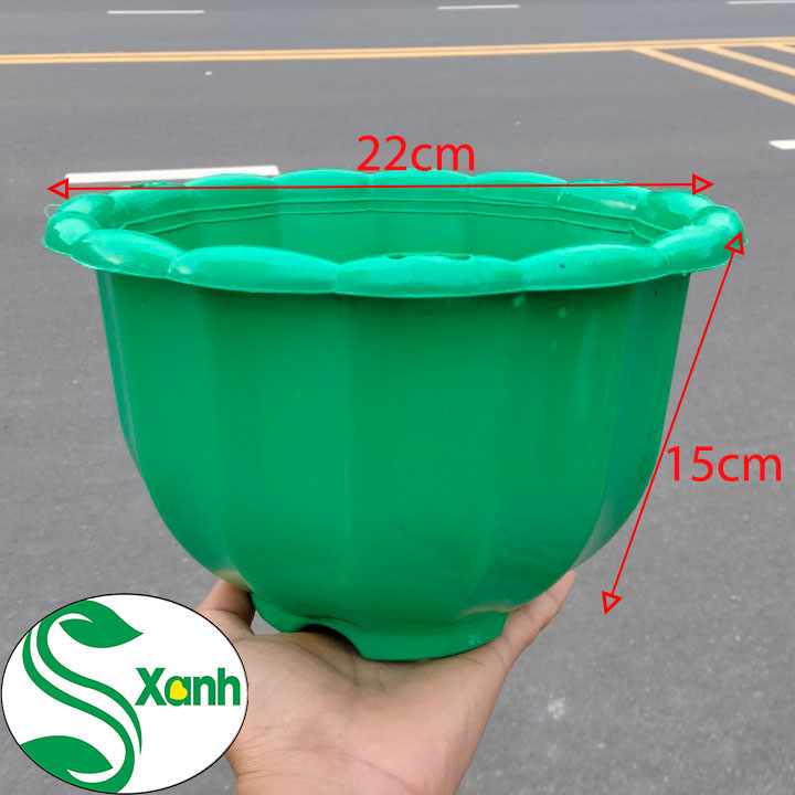 5 Chậu Treo Bí Lớn