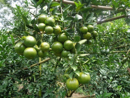 Cây quýt gai khô 500g GT314