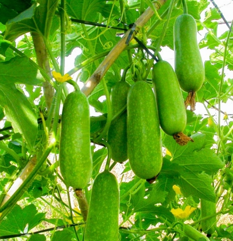 15 Hạt giống Bí đao chanh