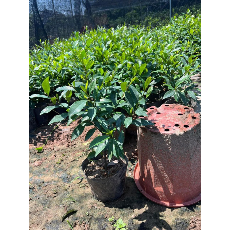 Cây Giống Lan tiêu (Hoa Hàm Tiếu) Bầu Bát ( ảnh thât như hinh 2)