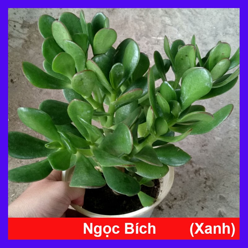 Cây Ngọc Bích - cây cảnh mini - cây cảnh để bàn - caykiengsadec