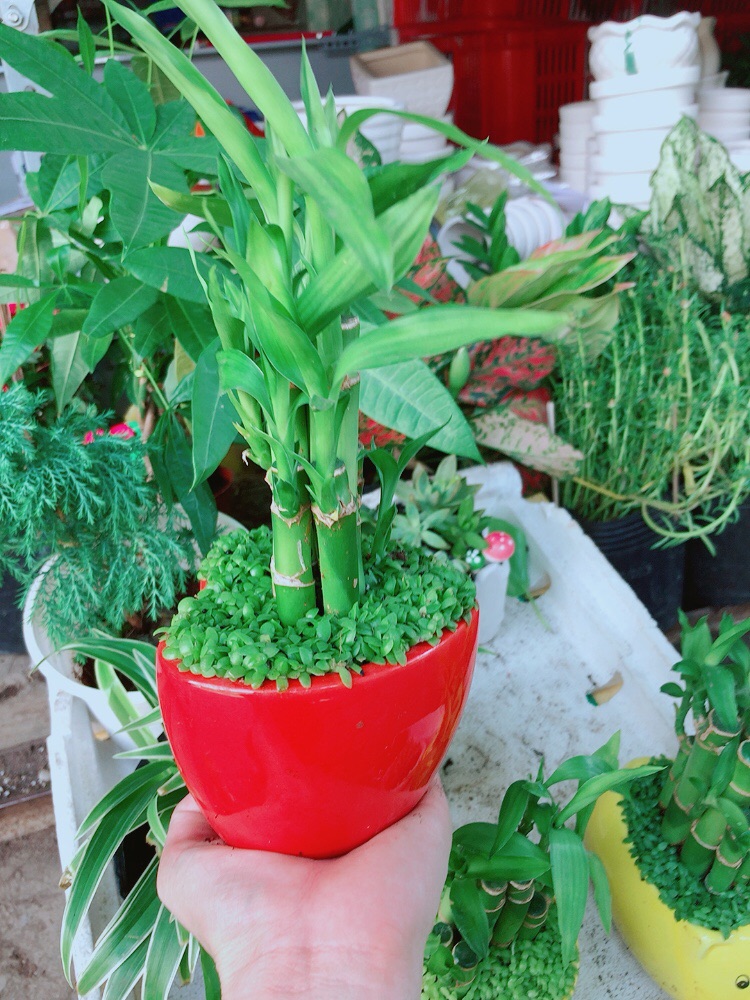 Chậu trúc phát tài trái tim đỏ