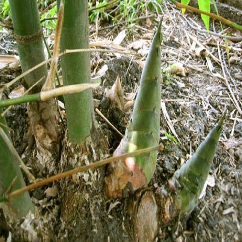 MĂNG TRE BÁT BỘ CÂY GIỐNG