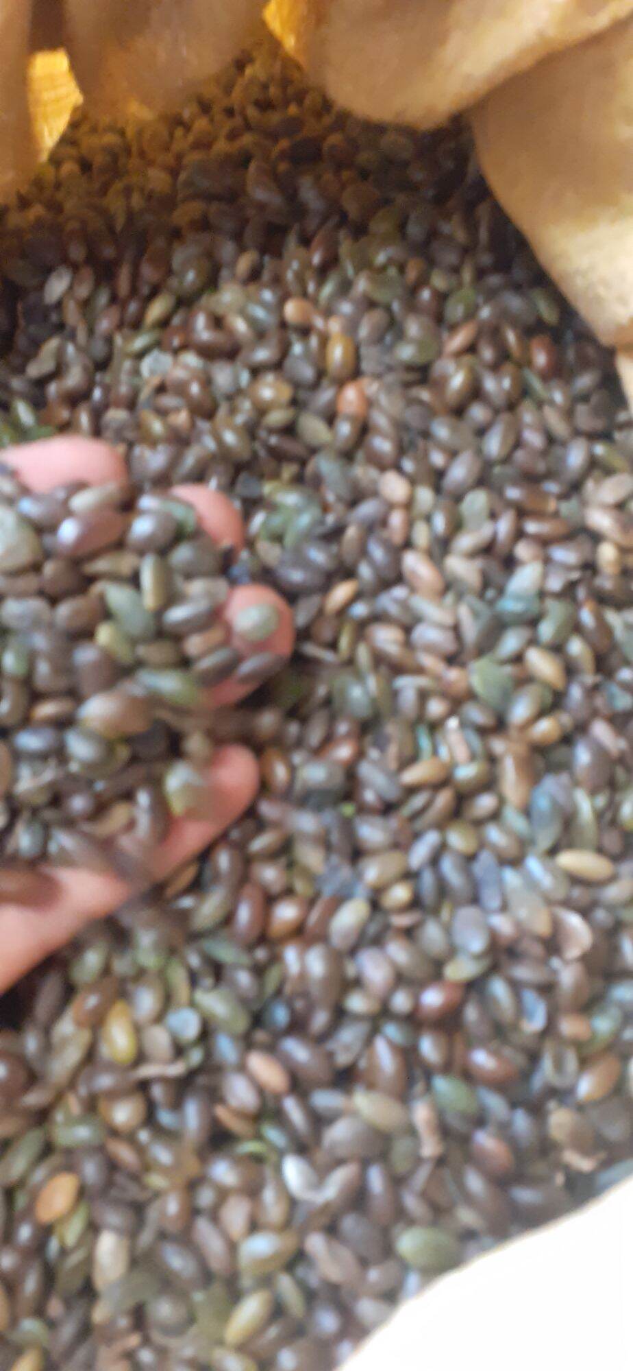 Hạt giống cây bồ kết