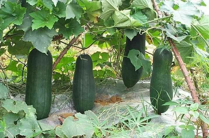 60 hạt - Hạt giống bí đao đen khổng lồ