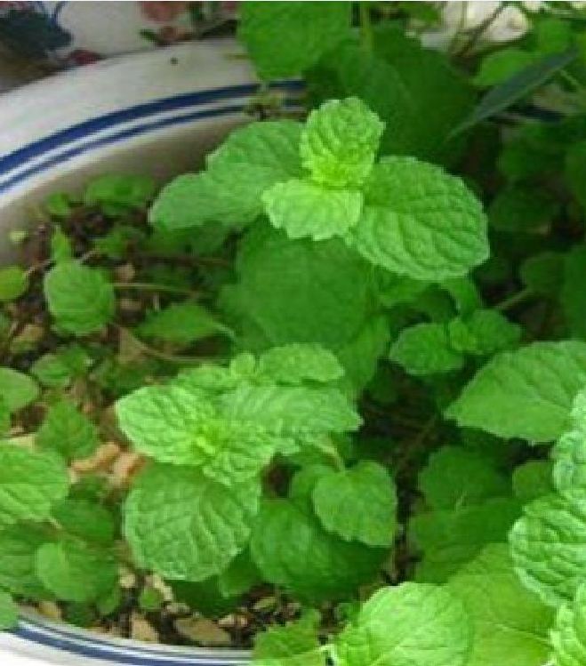 Hạt giống Húng bạc hà (Húng lủi) – 0.1Gram/gói