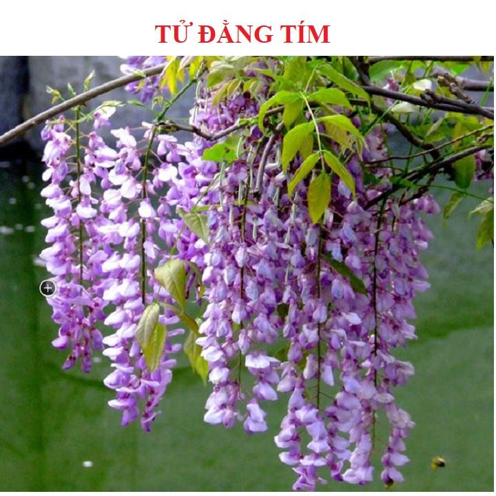 Hạt giống hoa tử đằng tím gói 5 hạt xuất xứ Nhật Bản