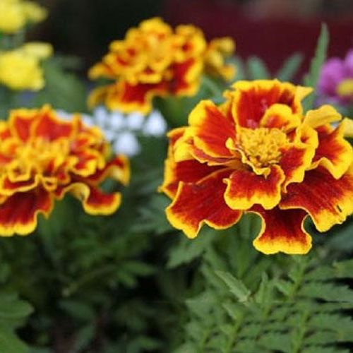 Pack of 100 Multicolored French Marigold Seeds.