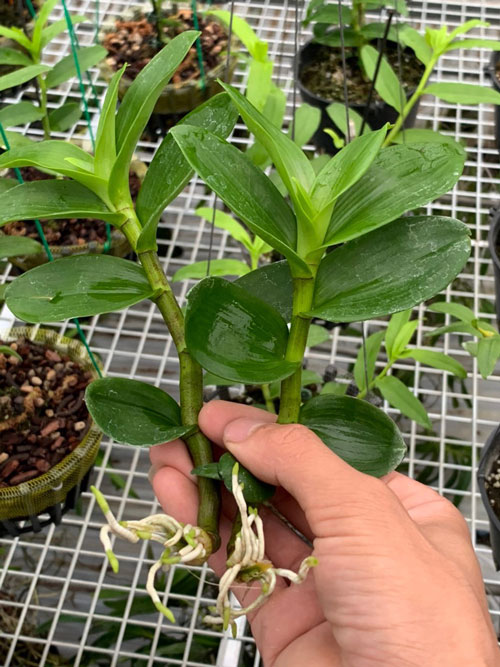 Phi Điệp lá mít cây mập khỏe