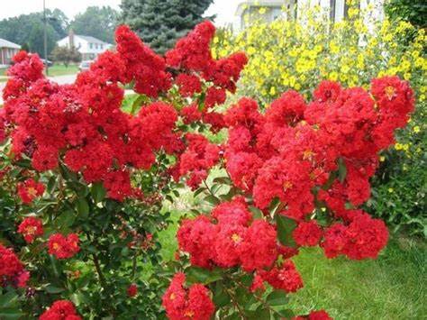 CÂY GIỐNG TƯỜNG VI LÁ XANH HOA ĐỎ ( CAY CAO 25-30CM)