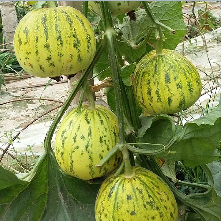 Hạt Giống Dưa Bở Thơm Cao Sản - ( Gói 30 Hạt )