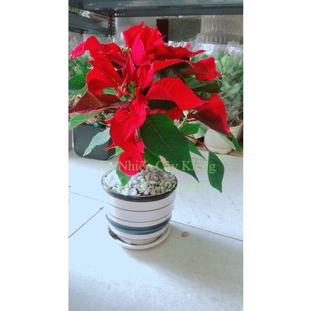 Chậu Cây Trạng Nguyên