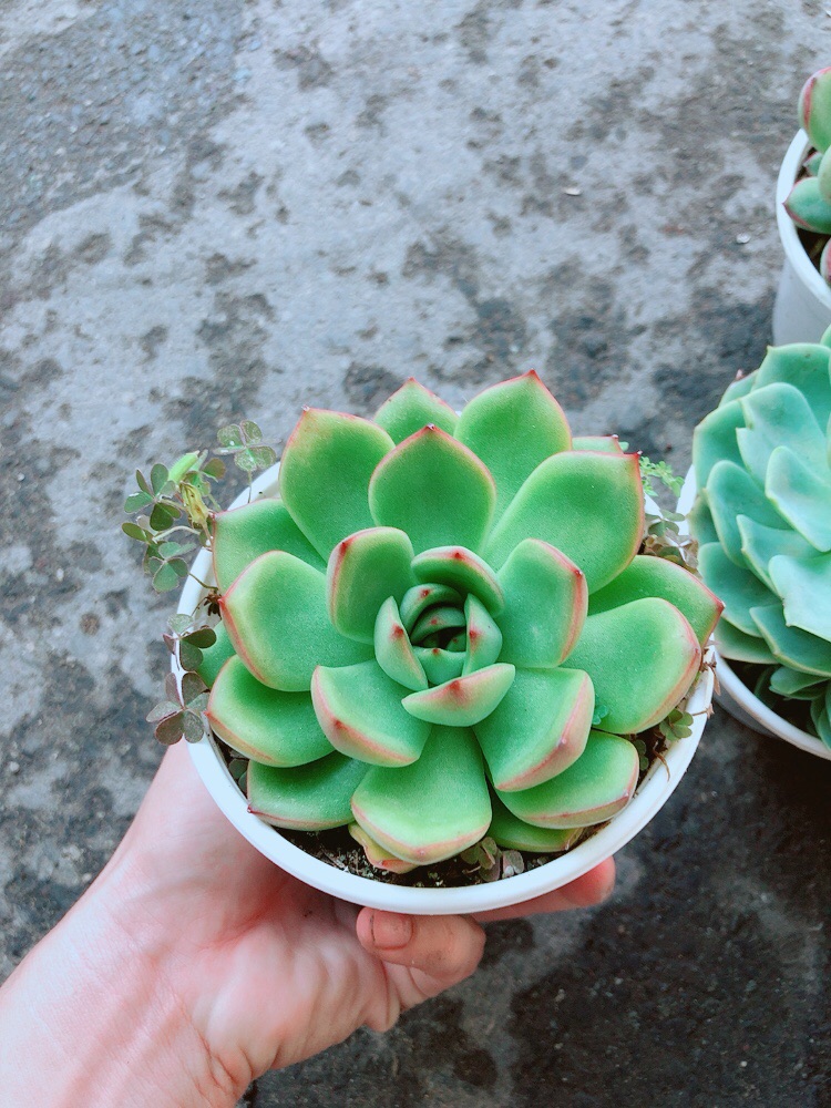 Chậu Sen Đá Viền Đỏ