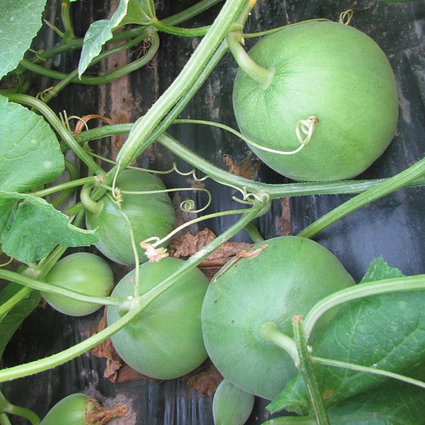 [Seeds] Hạt giống dưa lê siêu ngọt Popoca, đóng gói 0,5gr (khoảng 30 hạt)