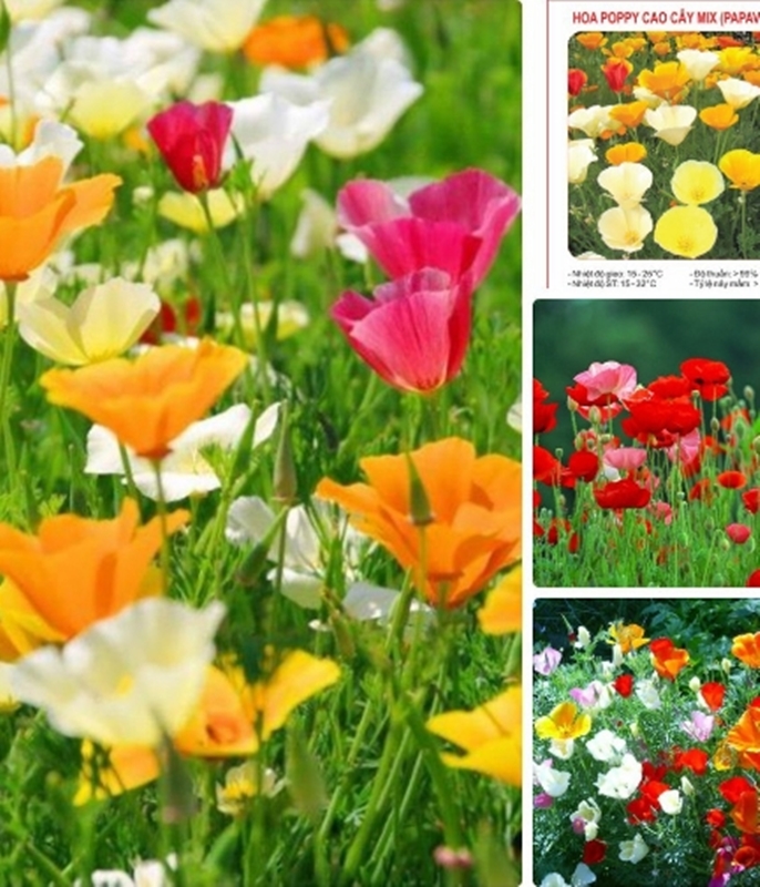Hạt giống hoa Poppy cao cây