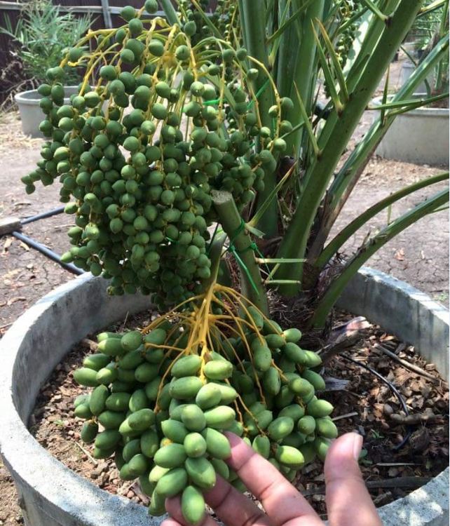 "Gói 10 "Hạt giống cây chà là Israel [Seeds]