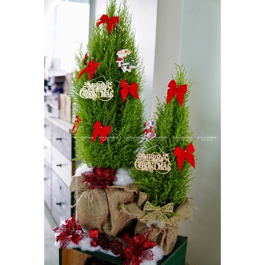 Tùng Thơm (Tùng Chanh) JUN GARDEN Trang Trí Noel Giáng Sinh Đẹp