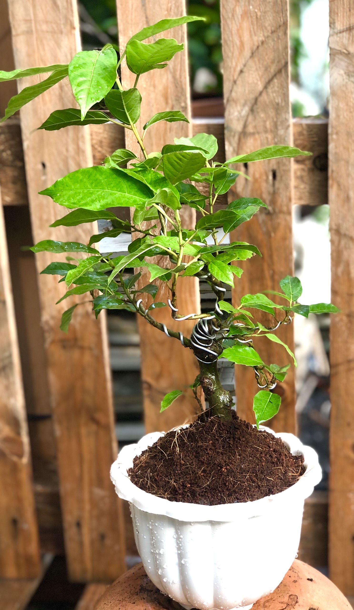 Chậu Bonsai cây sung trái xanh