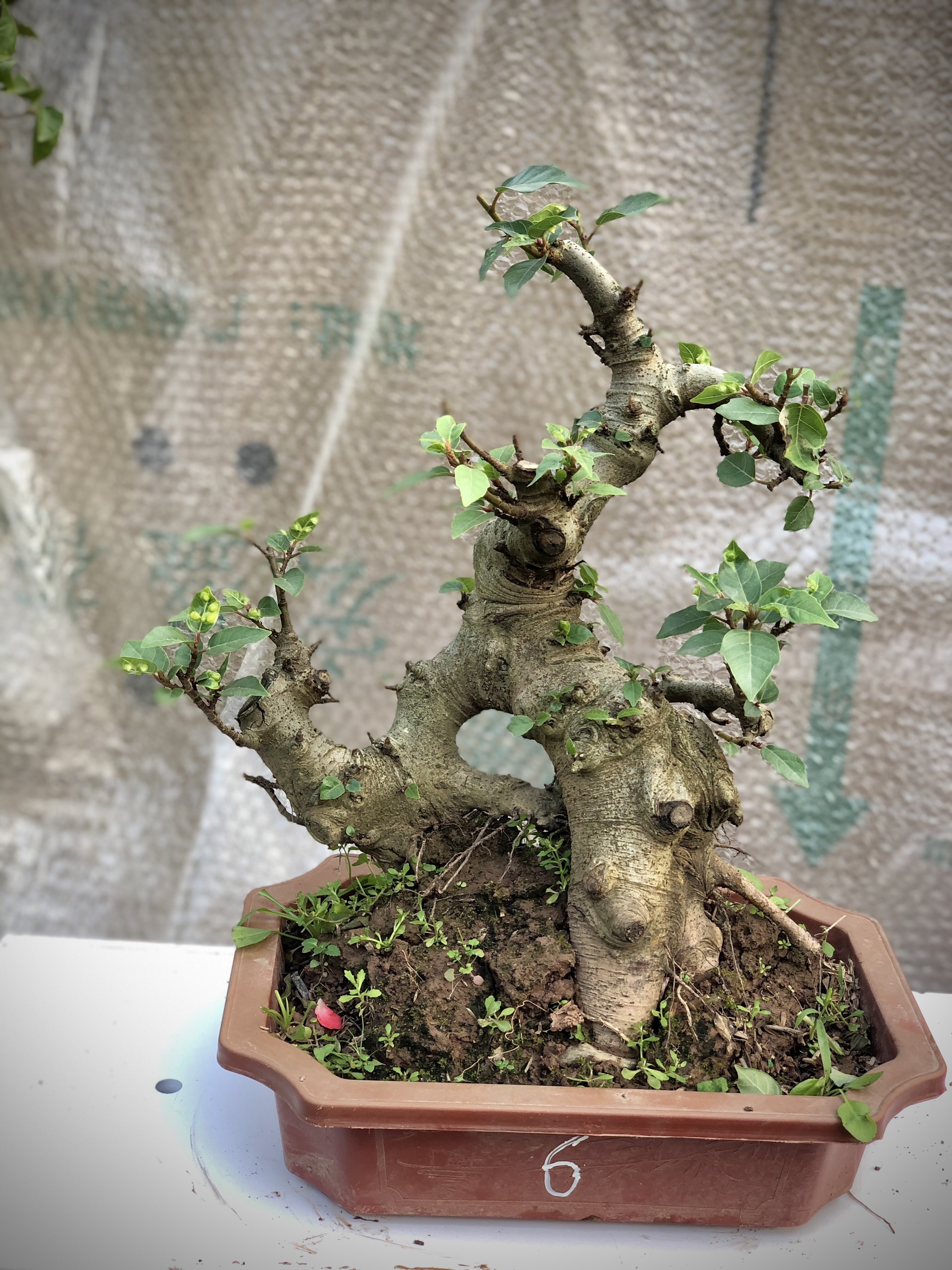 Cây sung bonsai ảnh thật shop đánh số 1-25