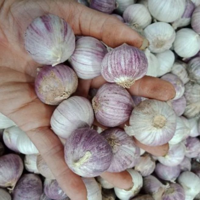 1kg tỏi cô đơn