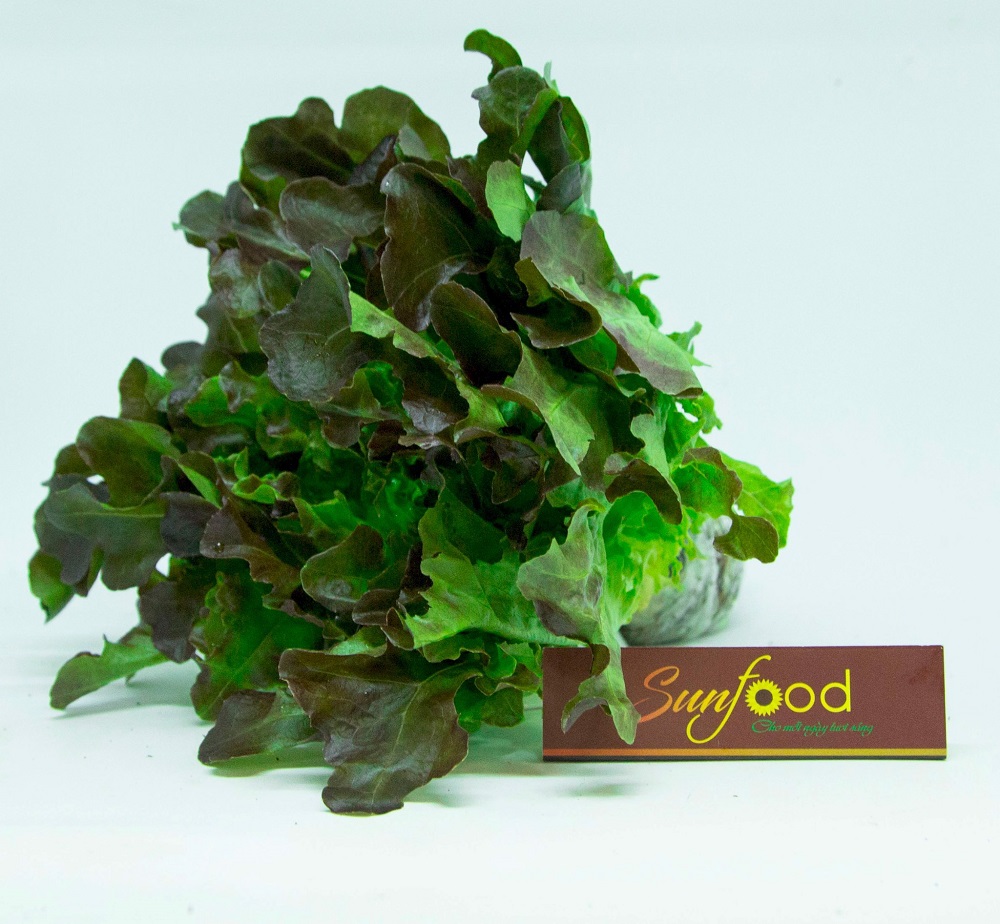 Hạt Giống Xà Lách Sồi Tím Italy (Oakleaf) Chịu Nhiệt Tốt, Thu Hoạch Nhanh
