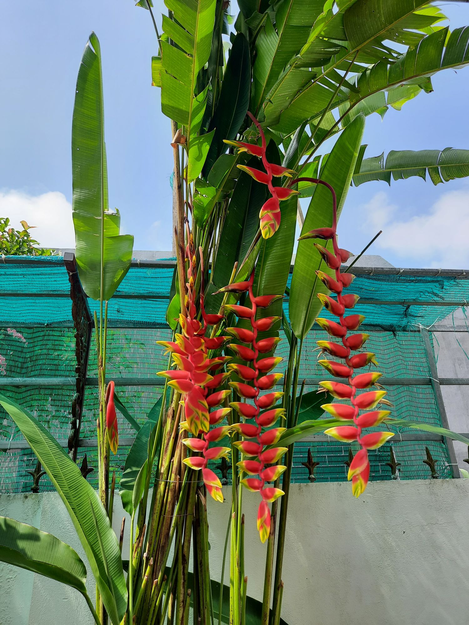 Giống cây Tràng Pháo đỏ