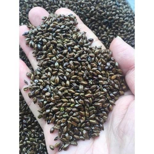 Thảo quyết minh 1kg  (Hạt muồng muồng) GT315