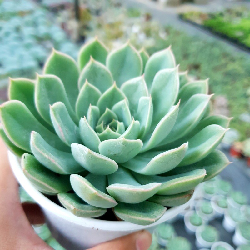 SEN ĐÁ LIÊN ĐÀI TRẮNG SIZE TRUNG BÌNH LỖI 1 ĐỔI 1