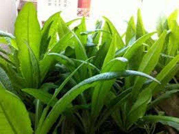 Gói 5GR hạt giống Rau Diếp Thơm (Cải Nhíp)