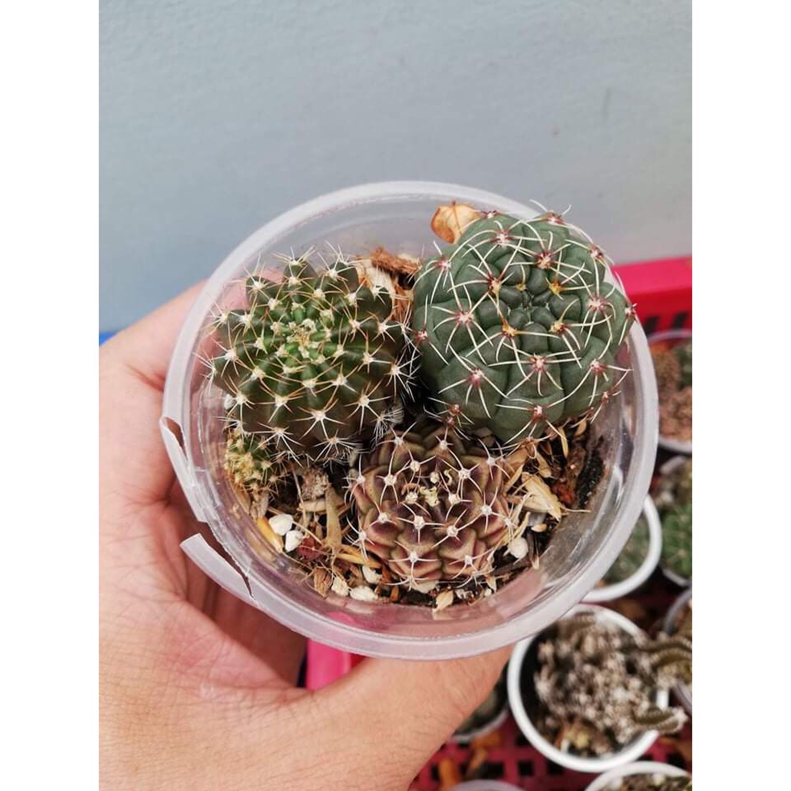 Combo 3 cây xương rồng ( gửi cây ngẫu nhiên khác nhau )