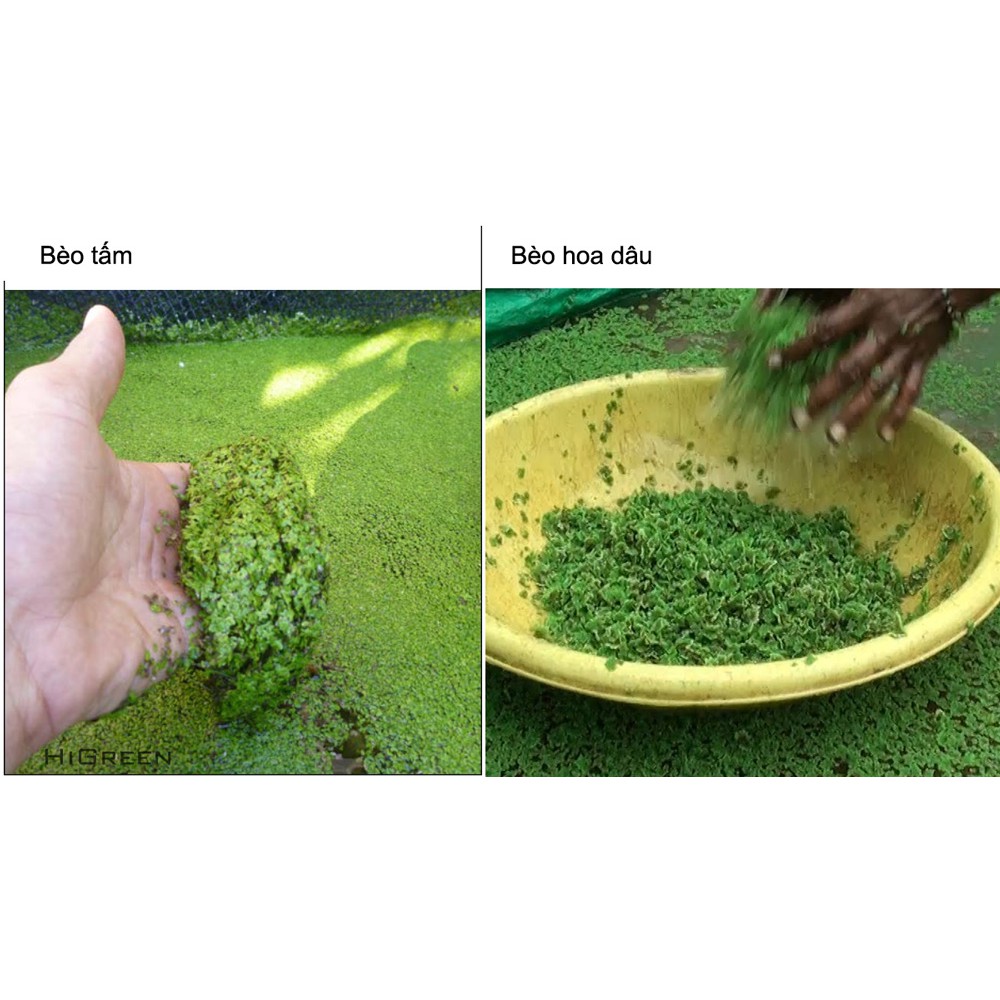 Bèo Tấm Thuỷ Sinh 50g