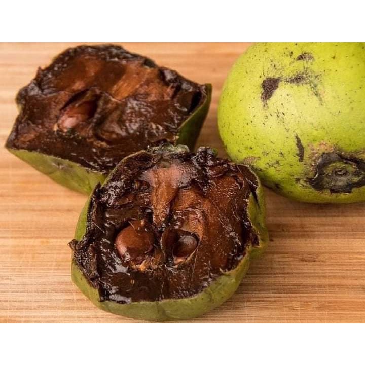 Cây giống hồng đen socola ( chuẩn giống F1 - cây ghép)