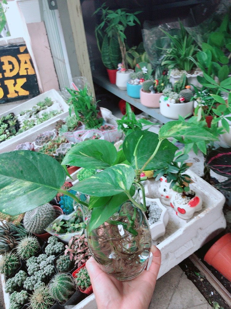 Trầu Bà Thủy Sinh