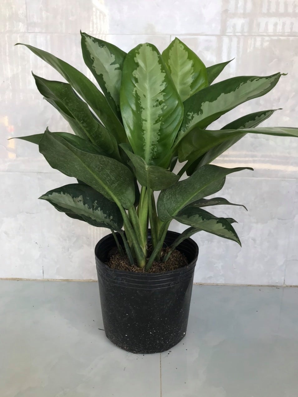 Chậu cây Thanh Lam - Dracaena angustifolia